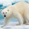 Great Polar Bear
