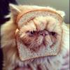 breadcat